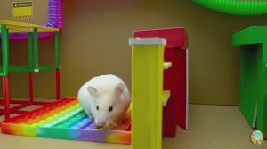 Хомячок убегает из красочного лабиринта с пауком! 8 часть