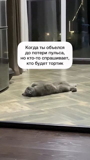 Кто будет тортик? 😺