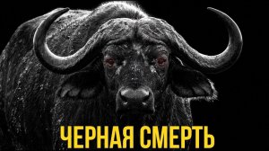 Капский буйвол. Самый смертоносный травоядный