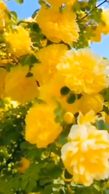 Любовь-вода Жизни