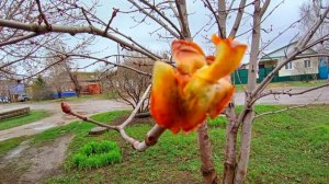 ЧУДЕСНЫЕ ФОТО АПРЕЛЯ. РАСПУСКАЕТСЯ ПОЧКА КАШТАНА