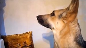 Рада и кино про собак.