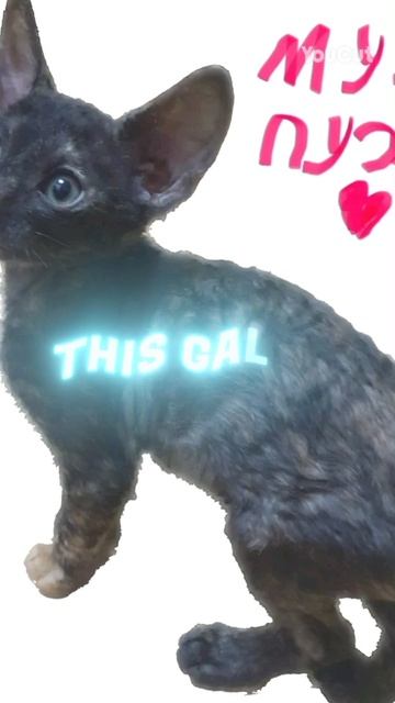 топ тренд кошки