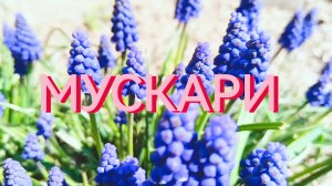 Мускари:сиреневое море весны и прогулка