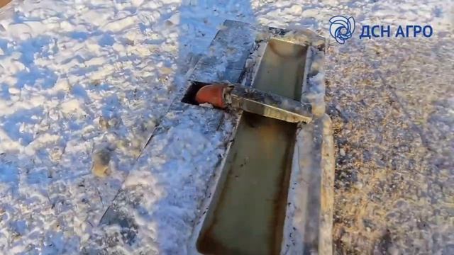 Автоматические поилки для животных от ДСН АГРО