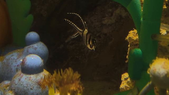 Тюлевый апогон Каудерна. Пархающая рыбка. Рыбки. Рыбы. Москвариум 2026