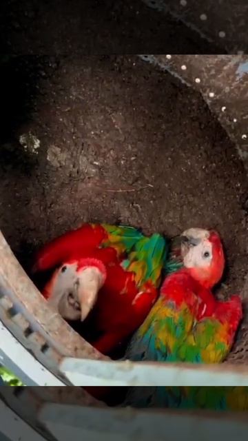 Национальный парк Тамбопата