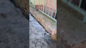 Колокольчик