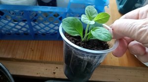 нужна ли прищипка петунии? когда и как их прищипывают