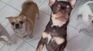 Вот это они очень любят - адыгеечка всегда на ура у нас идет.