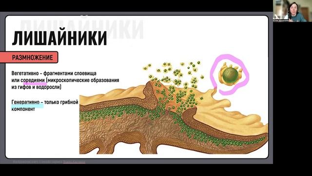 Лишайники