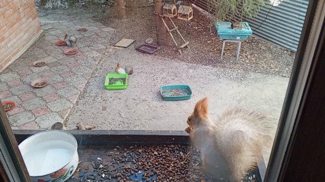 дикие животные