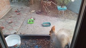 дикие животные