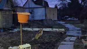 Лисичка пьëт молоко.