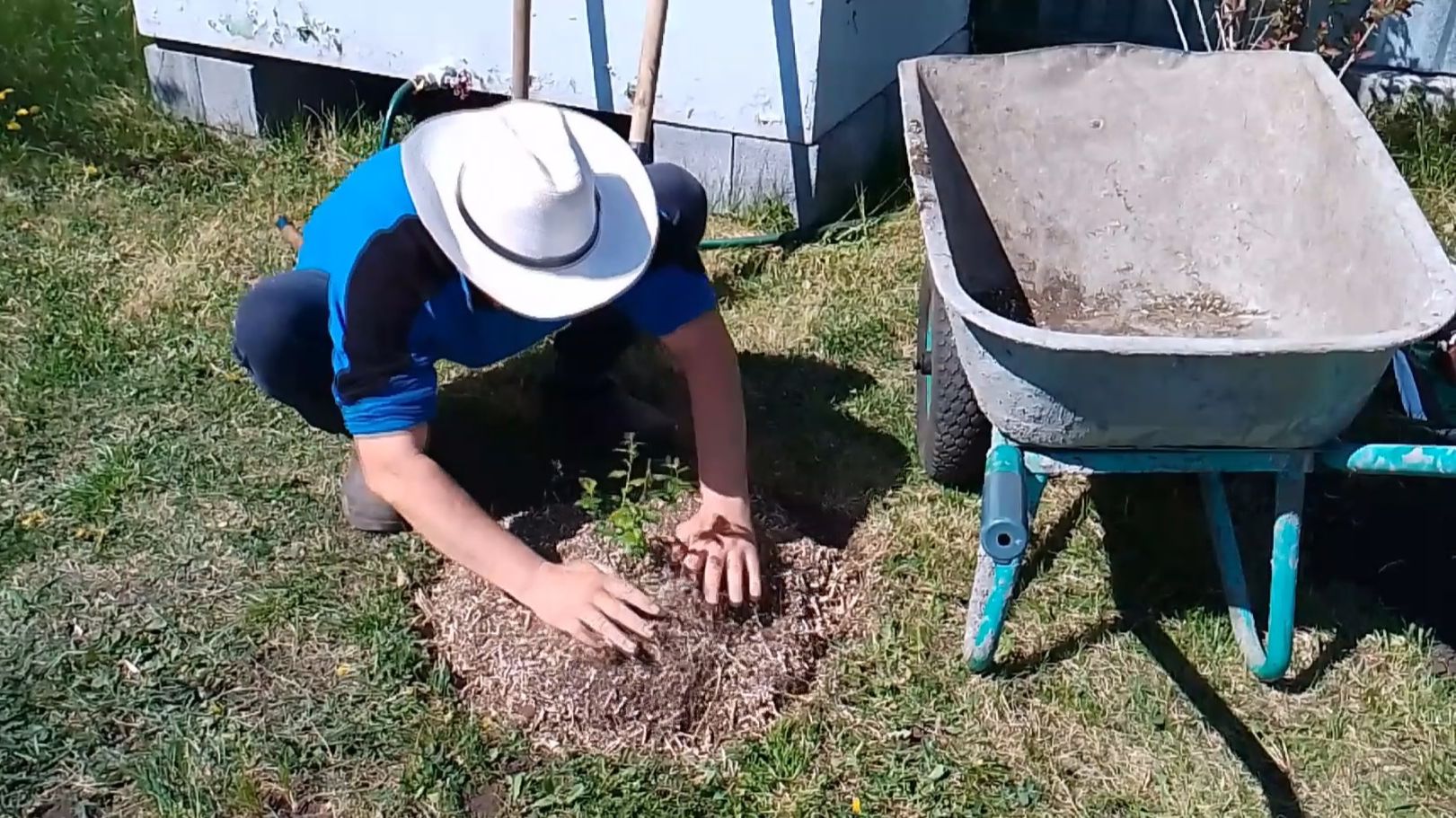 Простая посадка голубики в саду