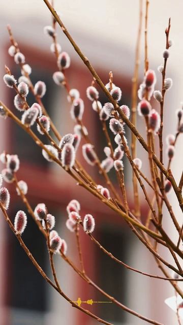 #верба #вербноевоскресение #красотаприроды #счастьевмалом #красотамира