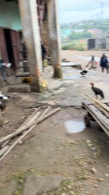 Домашнее хозяйство местных