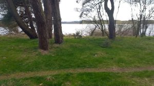 PAIR P/G. MIRACULOUS MOMENT / MALE TURKEY