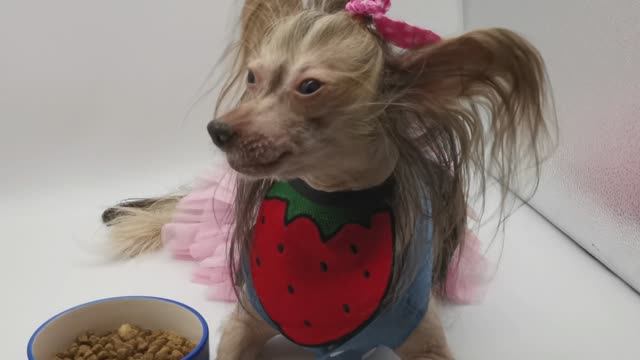 Регулируемый нагрудник для собак и кошек размеры: S-L  в ассортименте на АлиЭкспресс