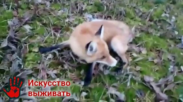 Последняя стадия бешенства у лисы