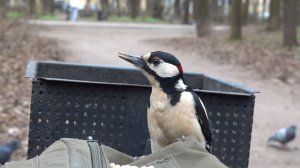 Немного о дятле