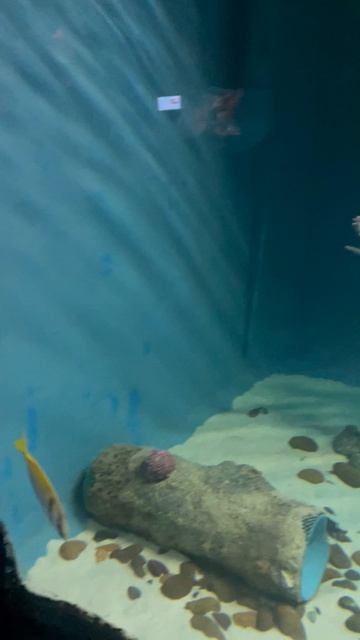 Рыбки в океанариуме ч.27