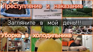 Загляните в мой день//уборка//преступление