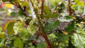 Тля потихоньку отступает