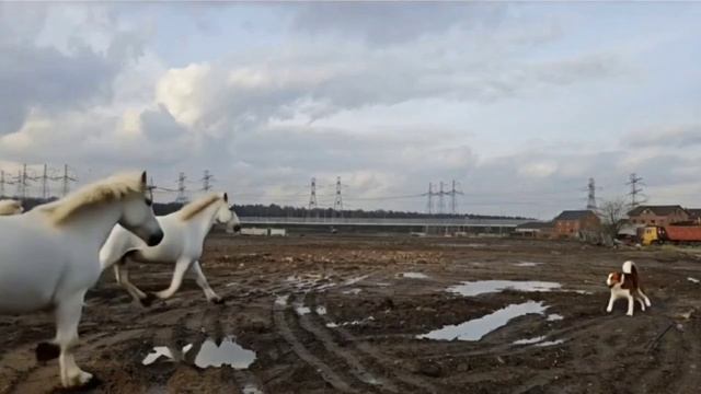 Экоферма Беляниново