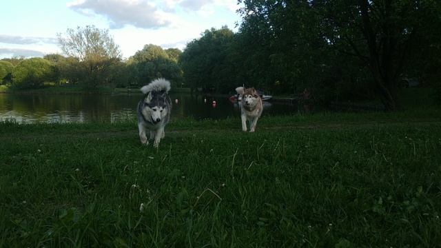 Изера (коричнево-белая) и Крада (чёрно-белая) - две сестрёнки одного возраста (video_2024-10-07).