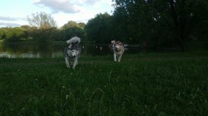 Изера (коричнево-белая) и Крада (чёрно-белая) - две сестрёнки одного возраста (video_2024-10-07).