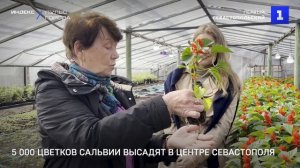 5 000 цветков сальвии высадят в центре Севастополя