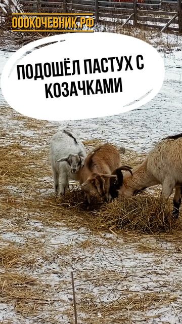 🎬 Продолжаем новую рубрику видеокомиксов по мотивам реальных событий с объектов расчистки от ДКР