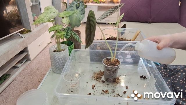 КОМНАТНЫЕ РАСТЕНИЯ(ЦВЕТЫ).АЛОКАЗИИ.