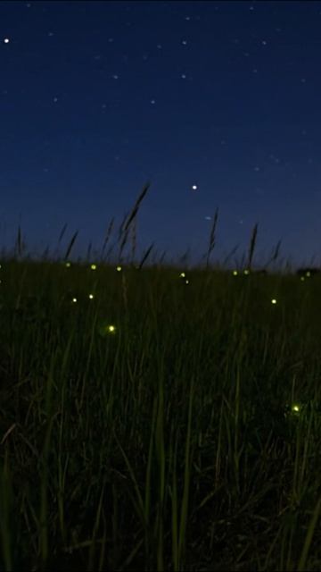 Ночка темная...