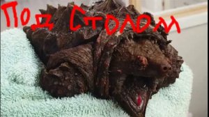 Предыстория (начало конца)