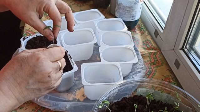 Продолжаю пересаживать рассаду помидоров.# АСМР #ASMR 15.04.2026