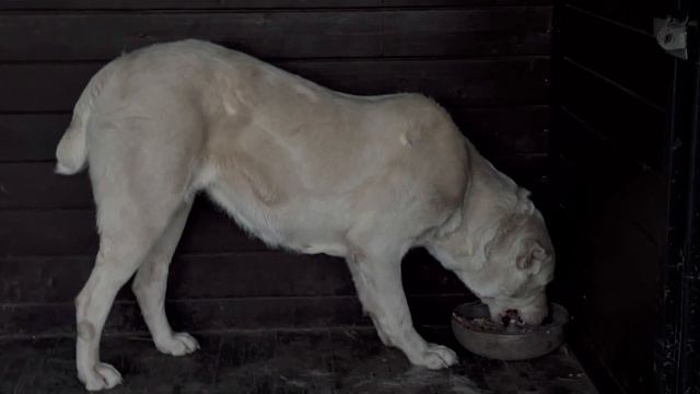 Мартин осваивается в Пушистом санатории