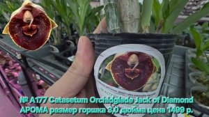 № А177 Catasetum Orchidglade Jack of Diamond АРОМА размер горшка 3,0 дюйма