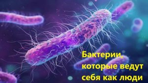 Бактерии, которые ведут себя как люди