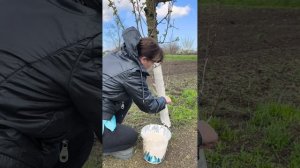 БЕЛЮ СТВОЛЫ ДЕРЕВЬЕВ ГАШЁНОЙ ИЗВЕСТЬЮ.