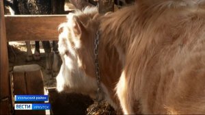 8 эпизоотических очагов выявили в Иркутской области во время плановых проверок животных