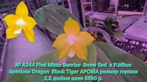 № А244 Phal Mituo Sunrise  Snow Red  х P.Mituo Speciosa Dragon  Black Tiger АРОМА