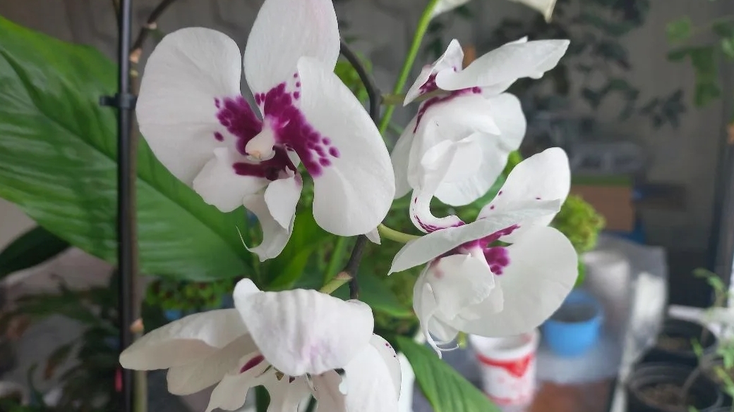 покупка орхидей-подарок на д.р.от мужа❤️♥️♥️