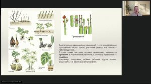 Размножение организмов