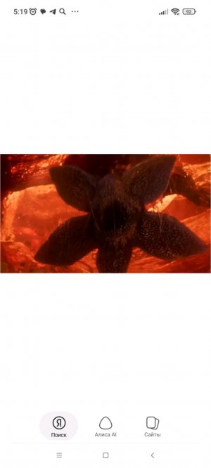 стрим от зери