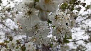 любимые цветочки🌼🌼🌼