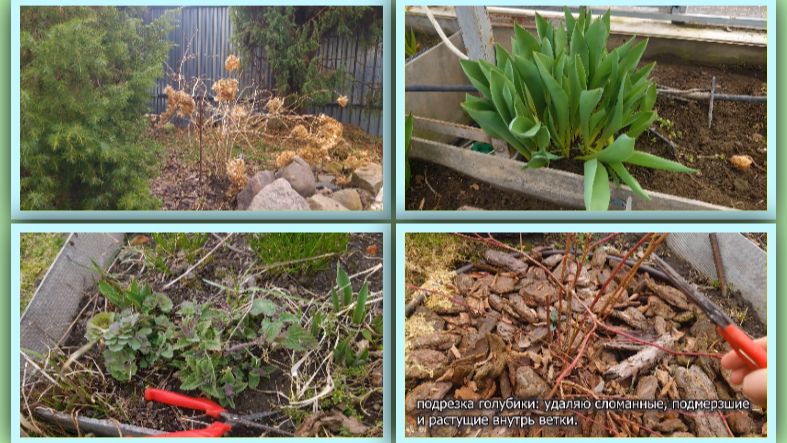 К огороду приступила. Обрезала голубику,розы,гортензии и клематисы.