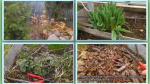 К огороду приступила. Обрезала голубику,розы,гортензии и клематисы.