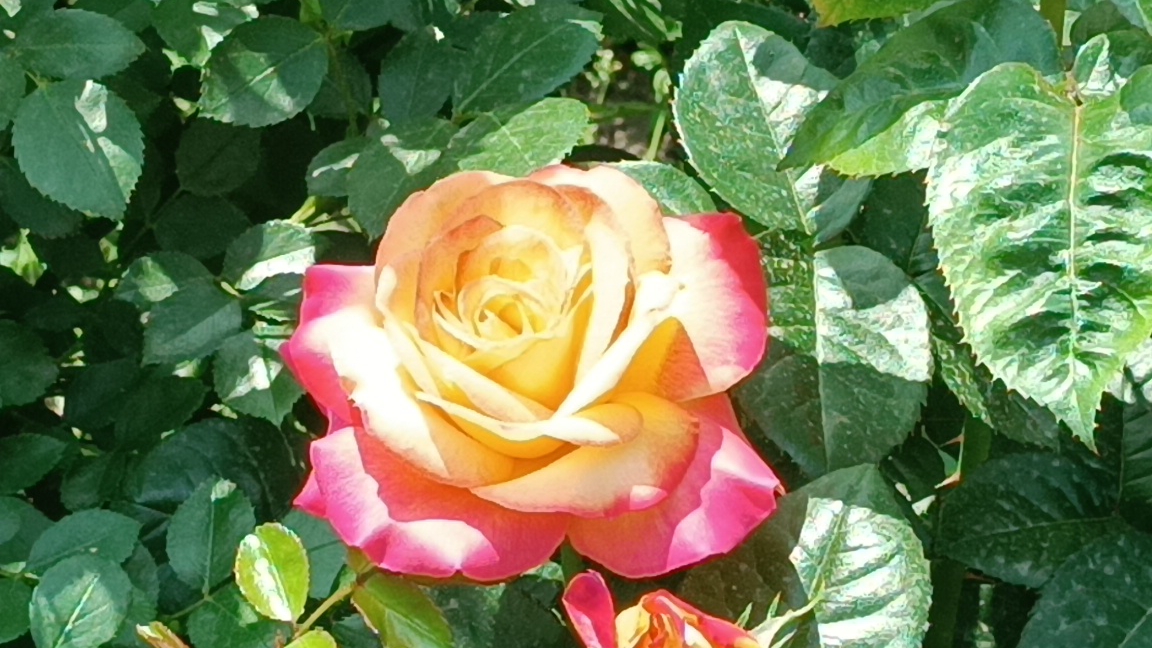 Розы Софи Лорен, Восточный Экспресс,Айсберг, Абрахам Дерби, Леонардо да Винчи...